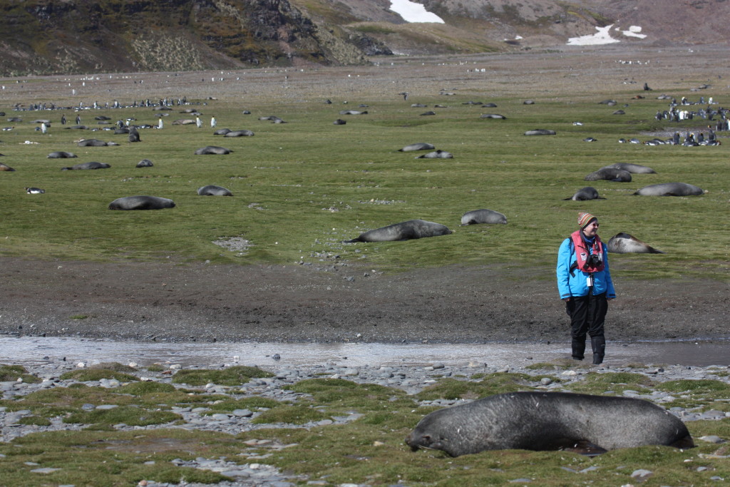 touristssealspenguins