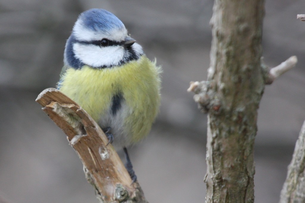 bluetit