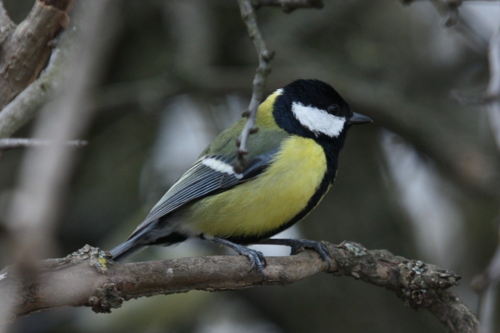 coaltit