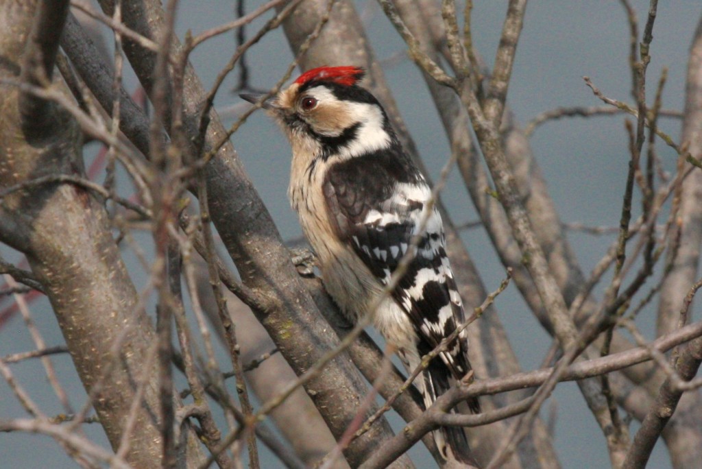 lesserspottedwoodpecker