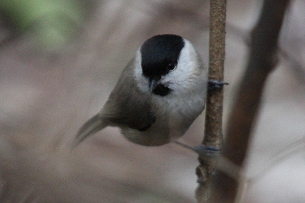 marshtit