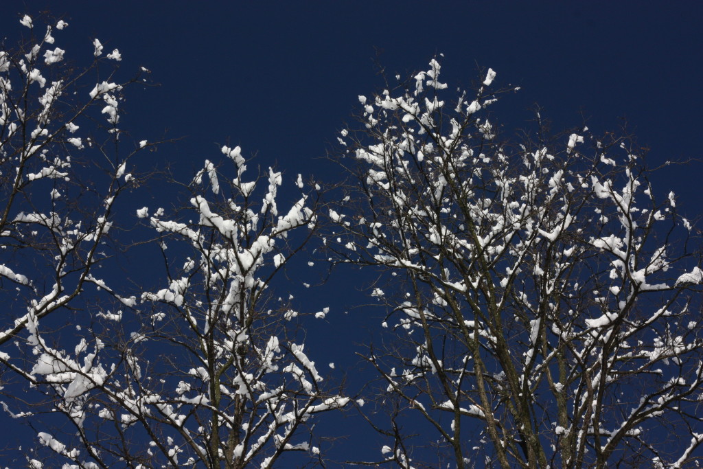 wintertrees