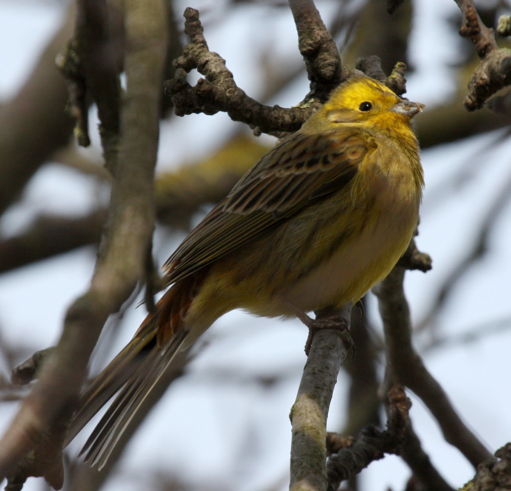 yellowhammer