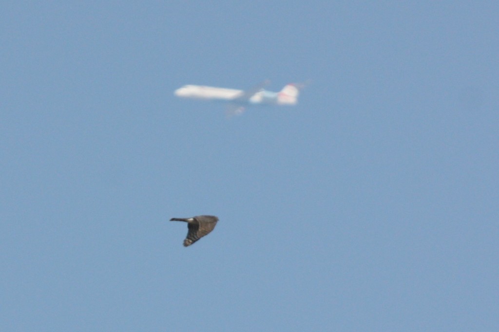 falconplane