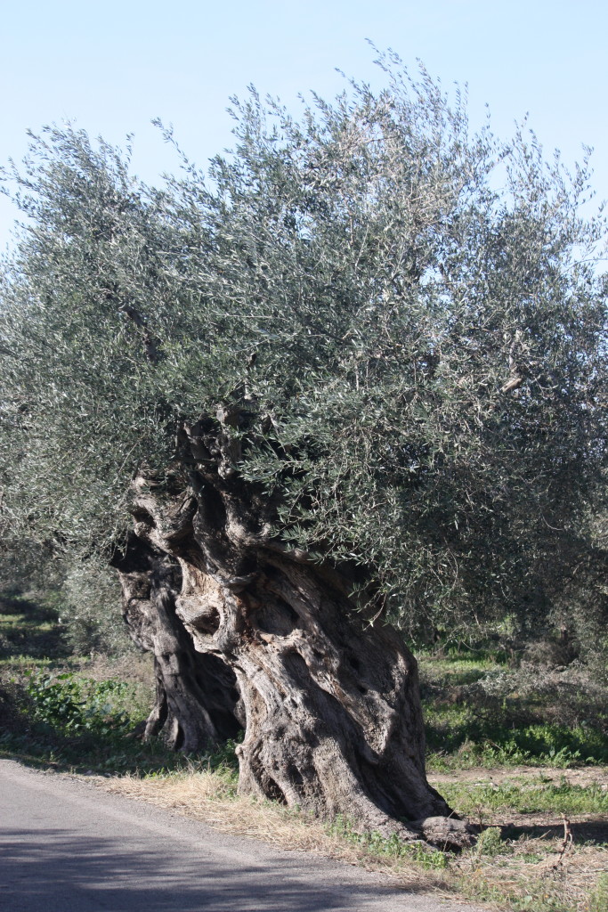 olive