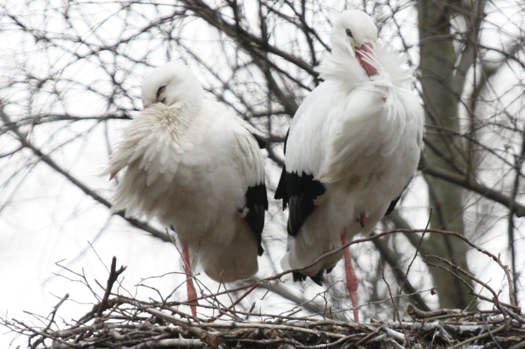 chestfeathers