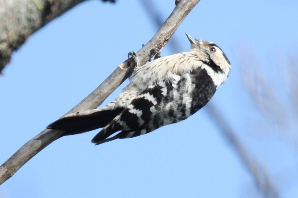 lesserspottedwoodpecker