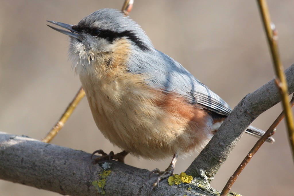 nuthatchperfect