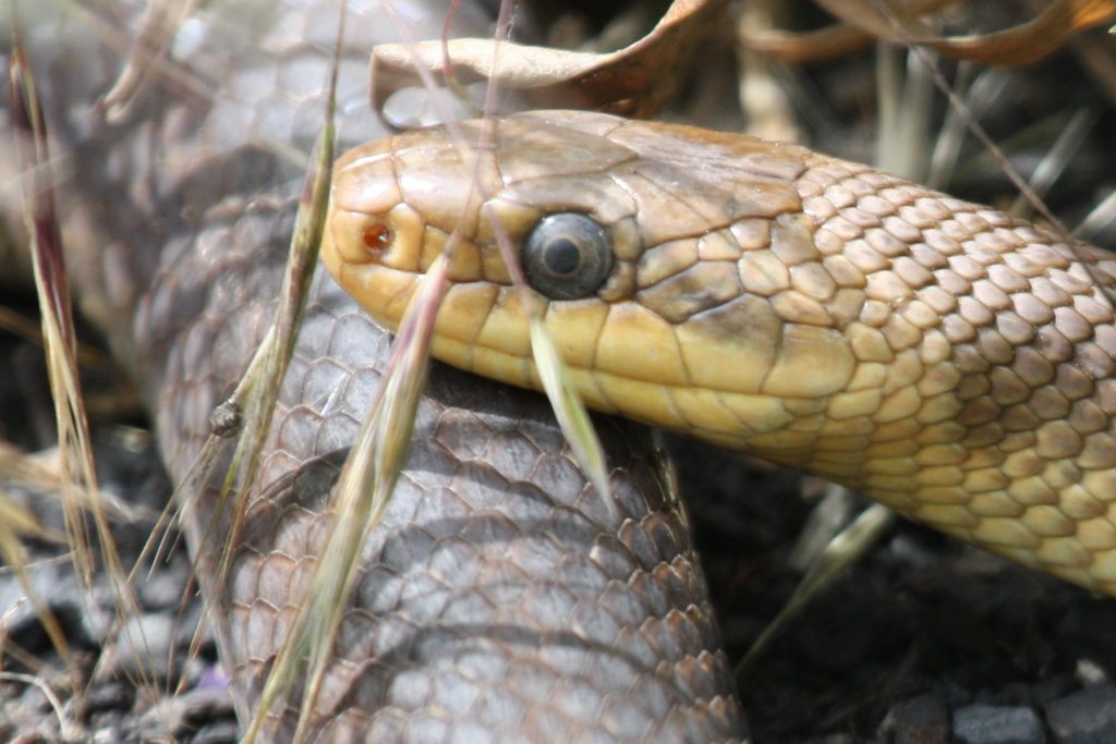 aesculapiansnake