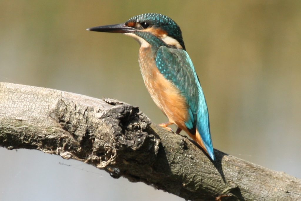 kingfisher