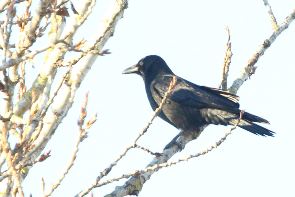 A carrion crow perched on a tree in golden light