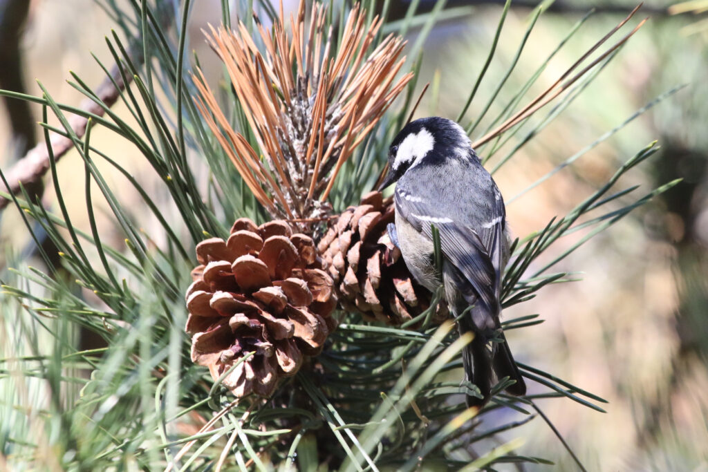 A coal tit planning its attack on a pinecone