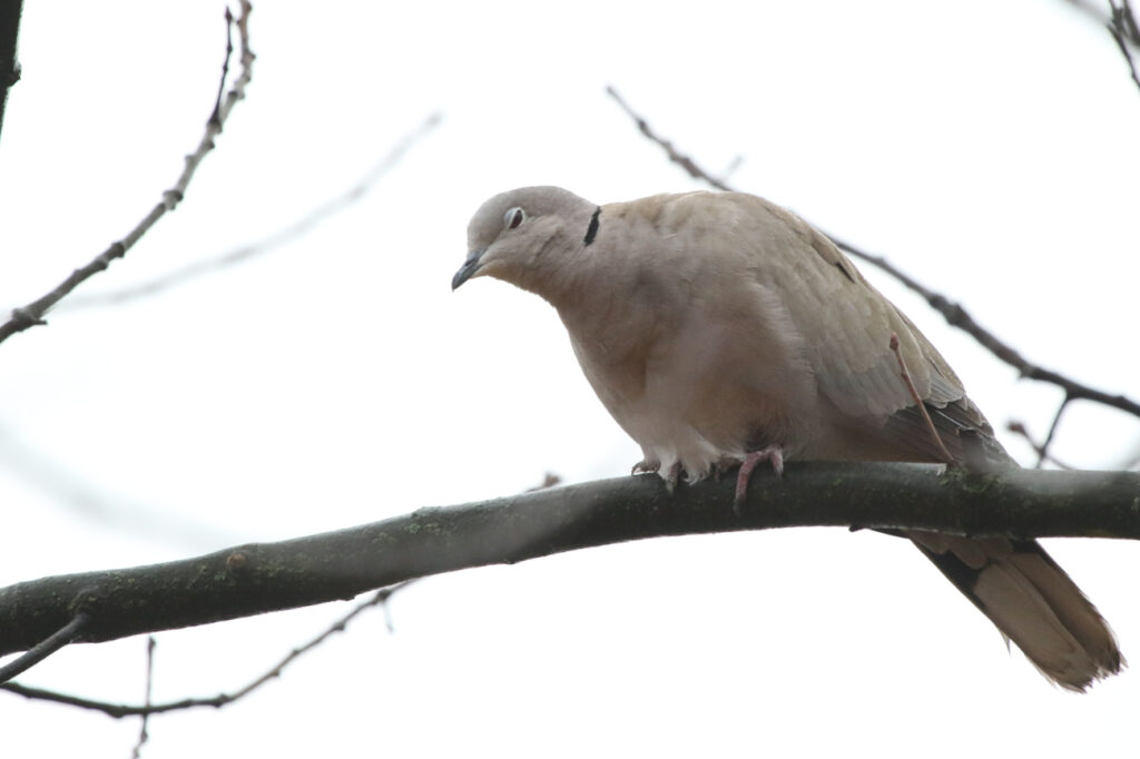 A hung-over-looking collared dove, with half-closed eyes