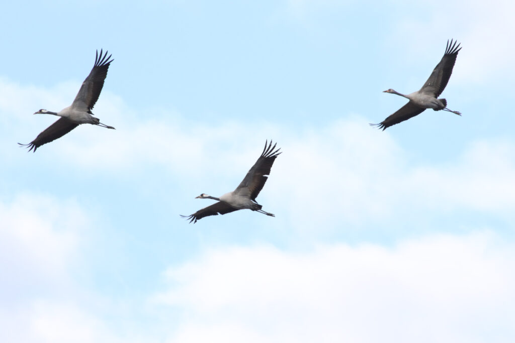 Three cranes flying with wings outstretched