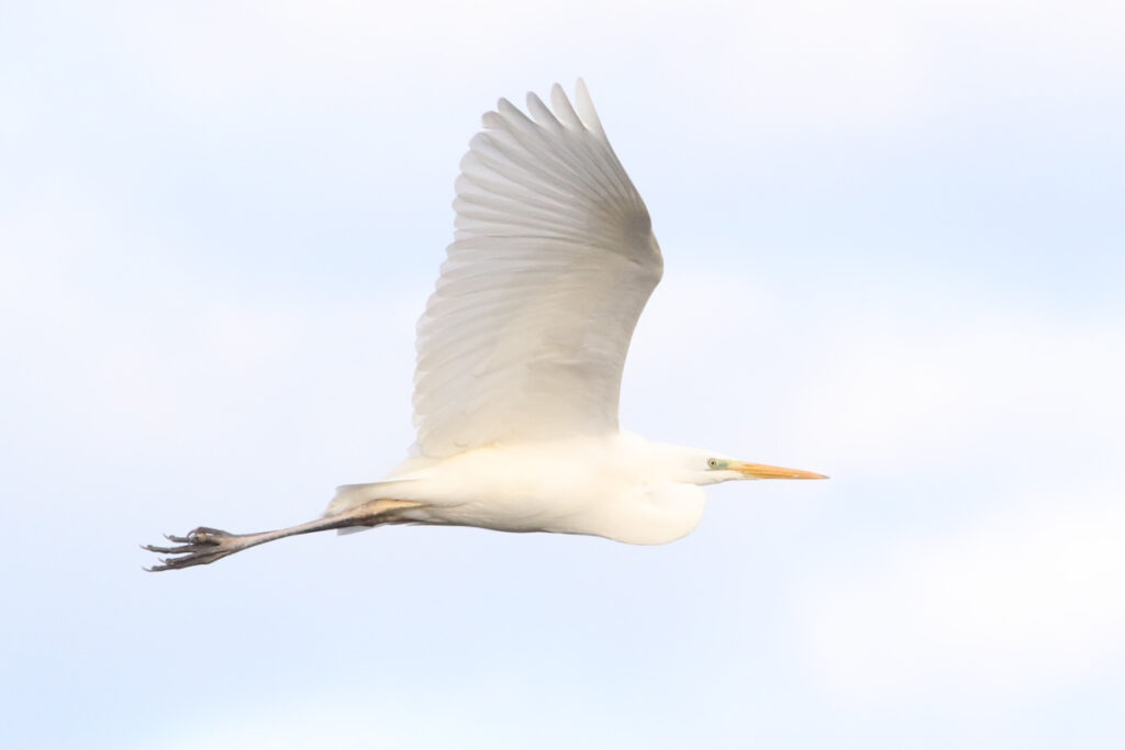 a great egret flying in golden light