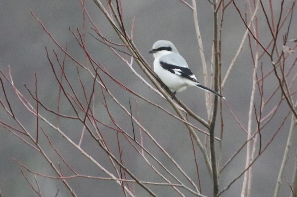 A great grey shrike perched in a bare tree