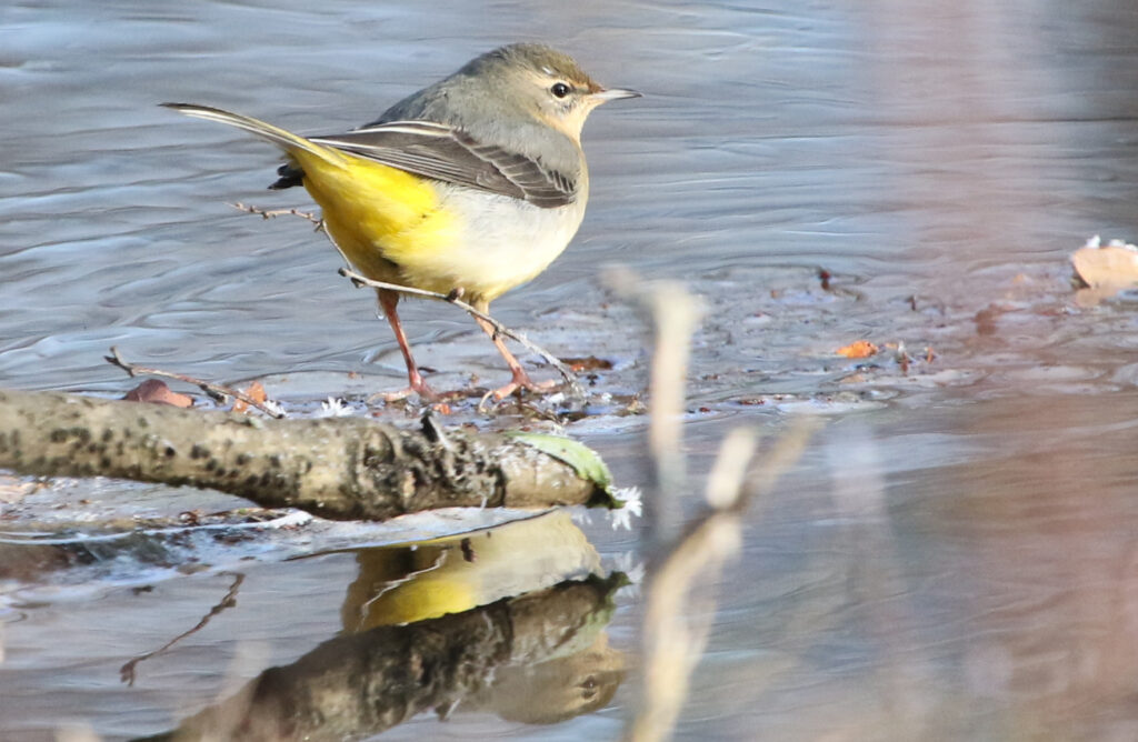 A very yellow grey wagtail and its reflection in the river