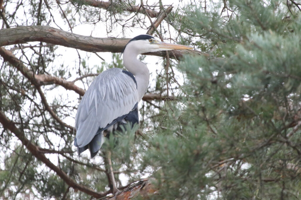 a grey heron standing absurdly in a tree