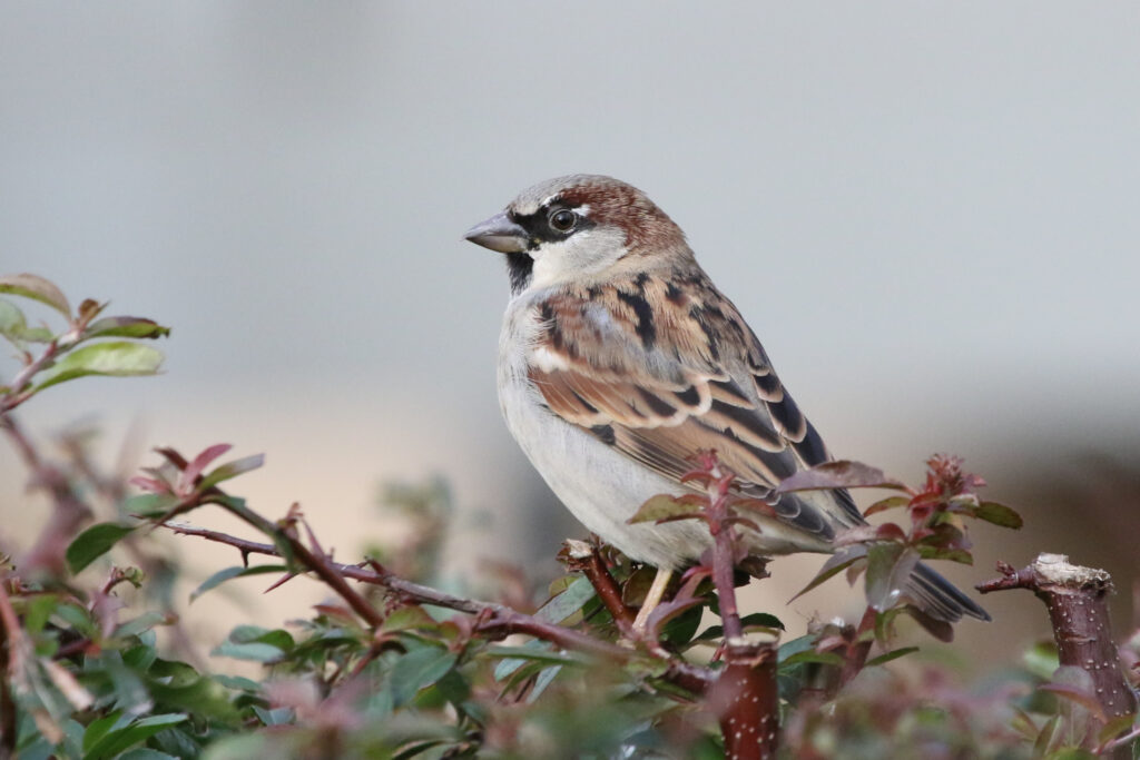 A resplendent male house sparrow standing on a bush