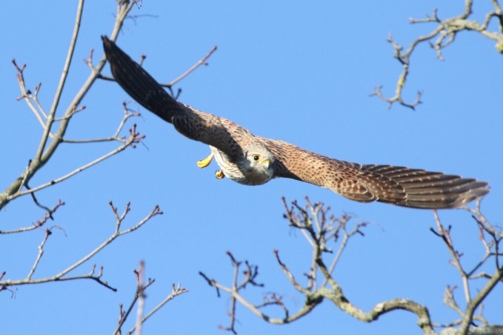 A female-type kestrel descending from a tree