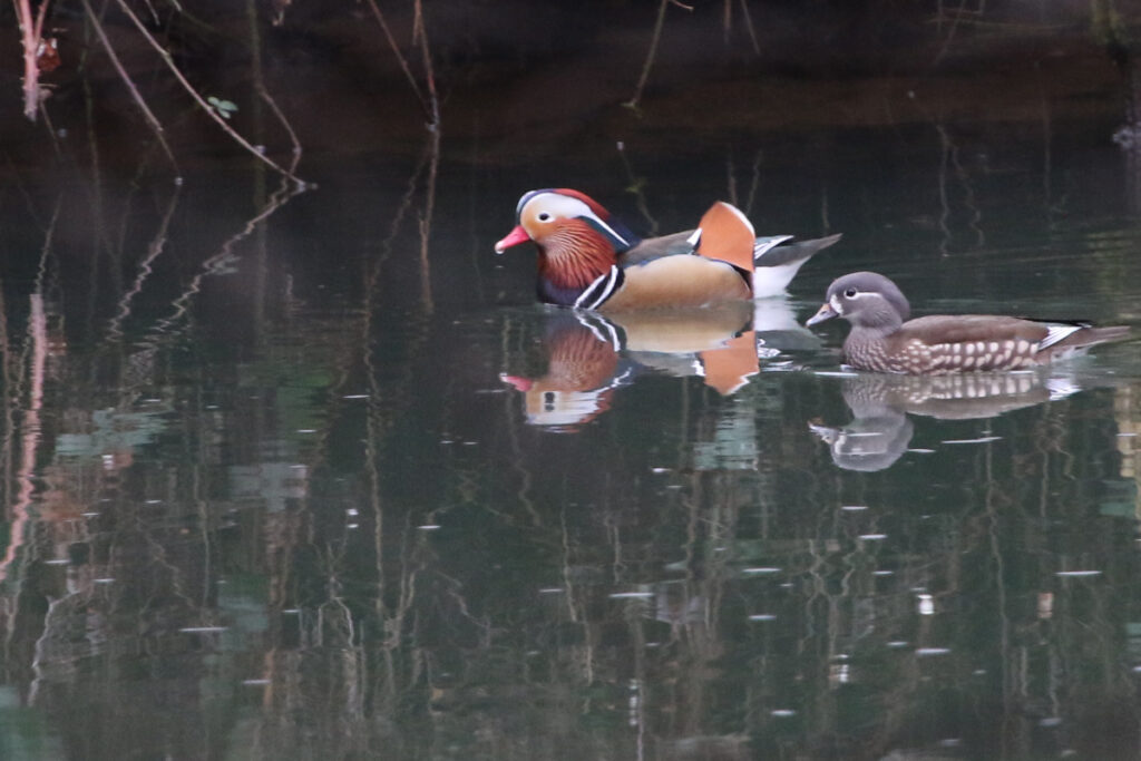 A male and female mandarin swim together