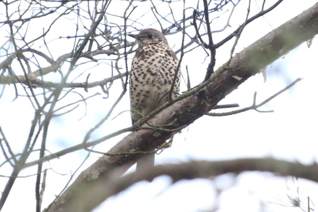 A mistle thrush displaying its chest in a tree