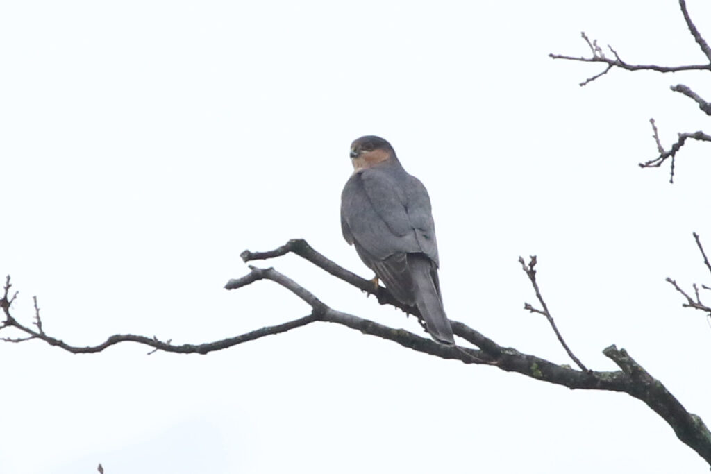 A male sparrowhawk on a branch, looking over his shoulder