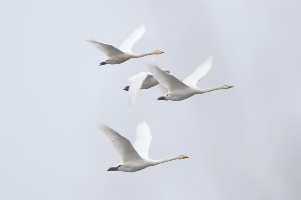 Three Whooper Swans flying in sync